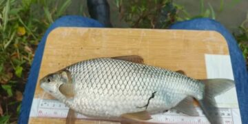 Plan Coporo se consolida en Mérida con éxito productivo