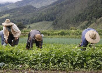 Dirección de Desarrollo Agroecológico: “No es Valera, es el campo que produce el que mueve la economía de Trujillo”