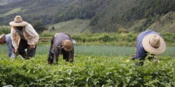 Dirección de Desarrollo Agroecológico: “No es Valera, es el campo que produce el que mueve la economía de Trujillo”