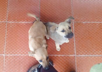 Perritas abandonadas por las inmediaciones de Boconesa continúan buscando un hogar 