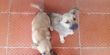 Perritas abandonadas por las inmediaciones de Boconesa continúan buscando un hogar 