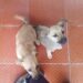 Perritas abandonadas por las inmediaciones de Boconesa continúan buscando un hogar 