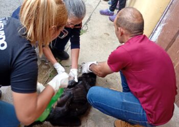 Boconó se suma al rescate de los animales