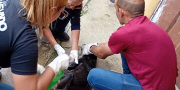 Boconó se suma al rescate de los animales