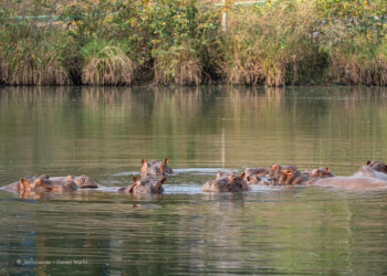 Vantara, el arca biotecnológica en la India que busca acoger a los hipopótamos colombianos de Escobar