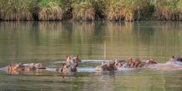 Vantara, el arca biotecnológica en la India que busca acoger a los hipopótamos colombianos de Escobar