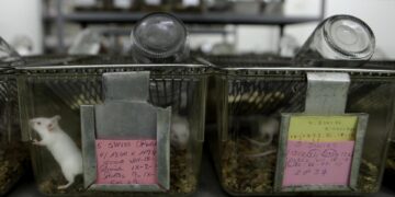 Sube la experimentación con animales en España, uno de los países de la UE con más ensayos