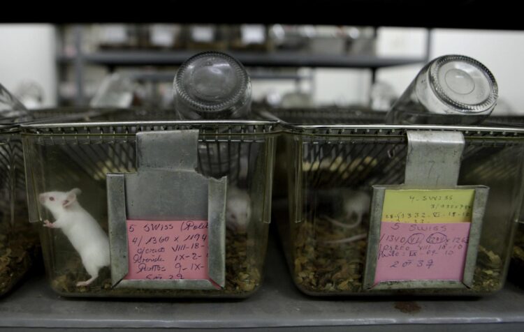 Aspecto de varios ratones de laboratorio usados en investigación, en una imagen de archivo. EFE/Paco Chuquiure