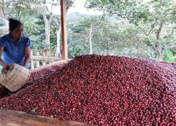 Trujillo proyecta iniciar exportaciones de café hacia Bielorrusia en mayo