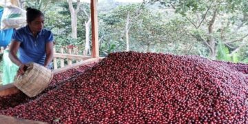 Trujillo proyecta iniciar exportaciones de café hacia Bielorrusia en mayo