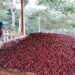 Trujillo proyecta iniciar exportaciones de café hacia Bielorrusia en mayo