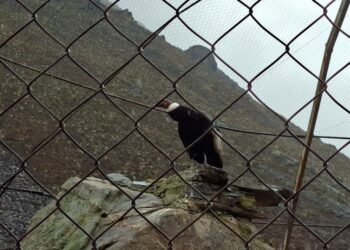 Cóndor andino “Combatiente” regresa a su hábitat natural en Mifafí