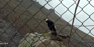 Cóndor andino “Combatiente” regresa a su hábitat natural en Mifafí