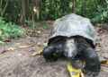 Procesos ecológicos perdidos hace 180 años se recuperan gracias a diez tortugas gigantes