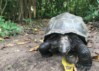 Procesos ecológicos perdidos hace 180 años se recuperan gracias a diez tortugas gigantes