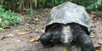 Procesos ecológicos perdidos hace 180 años se recuperan gracias a diez tortugas gigantes