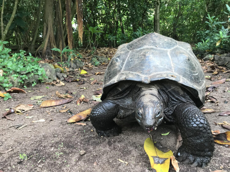 Fotografía facilitada por el Museo Nacional de Ciencias Naturales (Sergio García Peña) de uno de los galapagos estudiados.