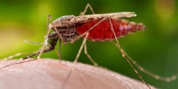 Gobierno publica después de 10 años el Boletín Epidemiológico: más de 1.000 casos de malaria y 21 fallecidos por fiebre amarilla entre 2025-2026