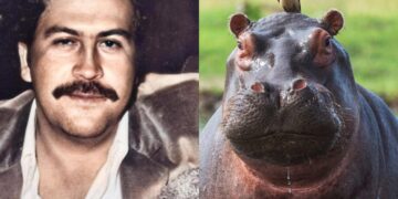 Juez suspende plan para sacrificar hipopótamos en Colombia