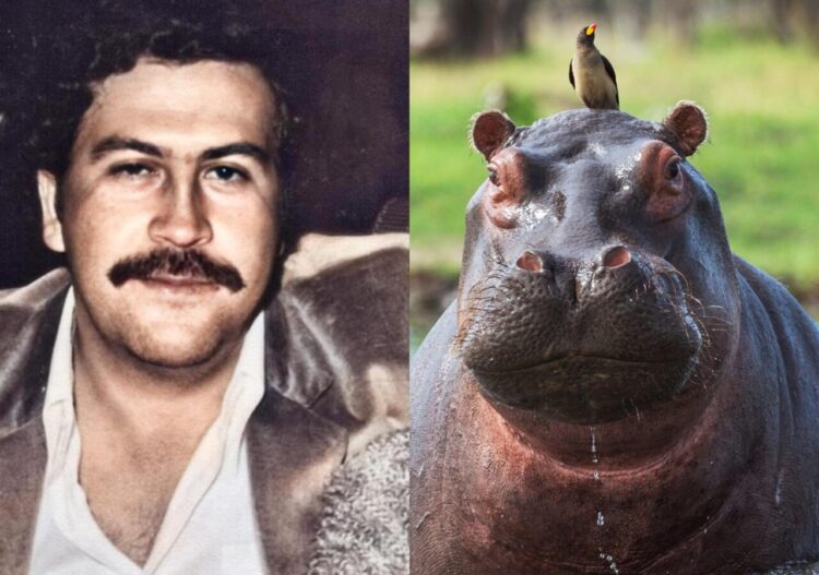 Pablo Escobar introdujo a Colombia una especie de hipopótamos exótica | Foto: archivo - EFE