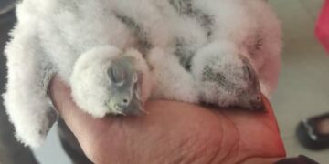 Polluelos de halcón fallecen por tala de árbol en Boconó 