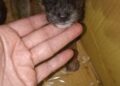 Abandonan cachorros en una bolsa plástica afuera de iglesia en Boconó 