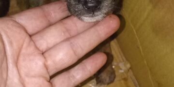 Abandonan cachorros en una bolsa plástica afuera de iglesia en Boconó 