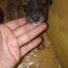 Abandonan cachorros en una bolsa plástica afuera de iglesia en Boconó 
