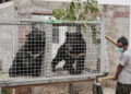 Rescatan una veintena de osos negros de Laos utilizados para medicina tradicional china