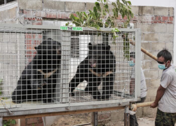 Rescatan una veintena de osos negros de Laos utilizados para medicina tradicional china