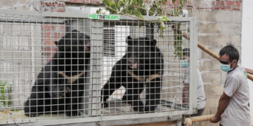 Rescatan una veintena de osos negros de Laos utilizados para medicina tradicional china