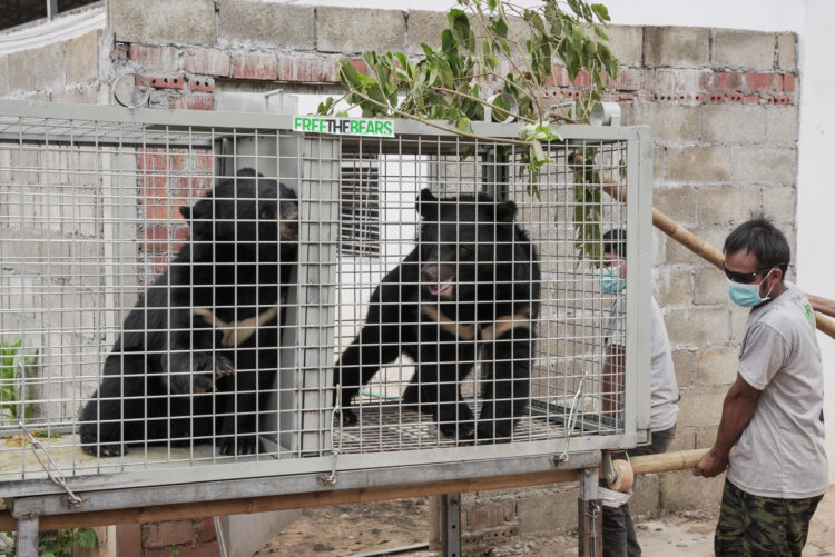 Una veintena de osos negros asiáticos fueron rescatados de una granja ilegal en el norte de Laos, en el mayor operativo del Sudeste Asiático contra las fábricas de bilis, instalaciones donde se les extrae esta sustancia, popular en la medicina tradicional china, mediante métodos invasivos y dolorosos. Las instalaciones, registradas como zoológico para eludir la regulación estatal, mantenían 27 osos confinados en "jaulas diminutas", según informó la organización conservacionista internacional Free the Bears (traducida como Liberen a los osos), responsable del rescate junto a las autoridades de Laos. EFE/Free the Bears
