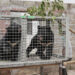 Rescatan una veintena de osos negros de Laos utilizados para medicina tradicional china