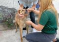 Envenenan a perro atendido por Misión Nevado en Boconó 