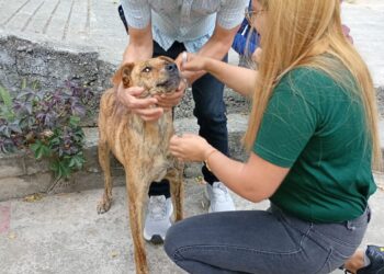 Envenenan a perro atendido por Misión Nevado en Boconó 