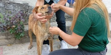 Envenenan a perro atendido por Misión Nevado en Boconó 