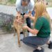 Envenenan a perro atendido por Misión Nevado en Boconó 