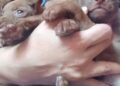 Continúa la preocupación por abandono de animales en Boconó 