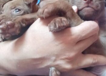 Continúa la preocupación por abandono de animales en Boconó 