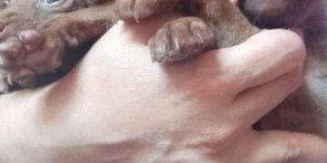 Continúa la preocupación por abandono de animales en Boconó 
