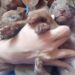 Continúa la preocupación por abandono de animales en Boconó 