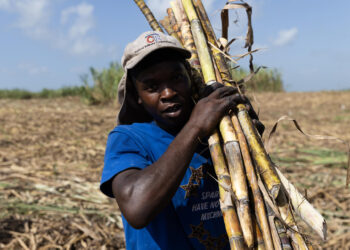 La industria azucarera dominicana mejora con el duro trabajo de los jornaleros haitianos