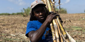 La industria azucarera dominicana mejora con el duro trabajo de los jornaleros haitianos
