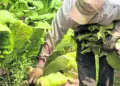 Productores y autoridades coordinan acciones en Trujillo contra el ingreso por contrabando de agroquímicos