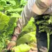 Productores y autoridades coordinan acciones en Trujillo contra el ingreso por contrabando de agroquímicos