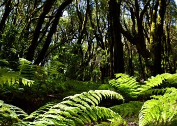 Los bosques tropicales luchan para evitar «puntos críticos de deterioro» en su degradación