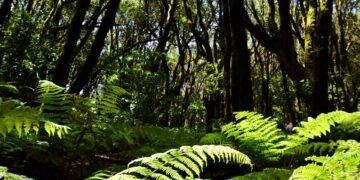 Los bosques tropicales luchan para evitar «puntos críticos de deterioro» en su degradación