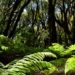 Los bosques tropicales luchan para evitar «puntos críticos de deterioro» en su degradación