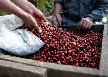 Trujillo lidera la clasificación nacional en el Encuentro Internacional de Café de Especialidad Venezolano
