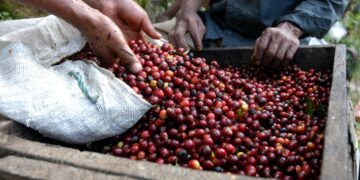 Trujillo lidera la clasificación nacional en el Encuentro Internacional de Café de Especialidad Venezolano